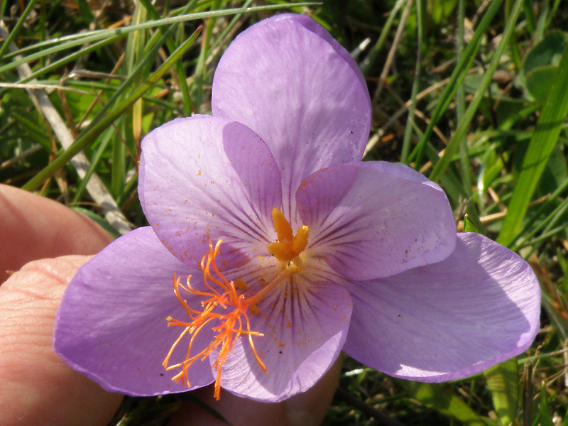 Crocus ligusticus / Zafferano ligure